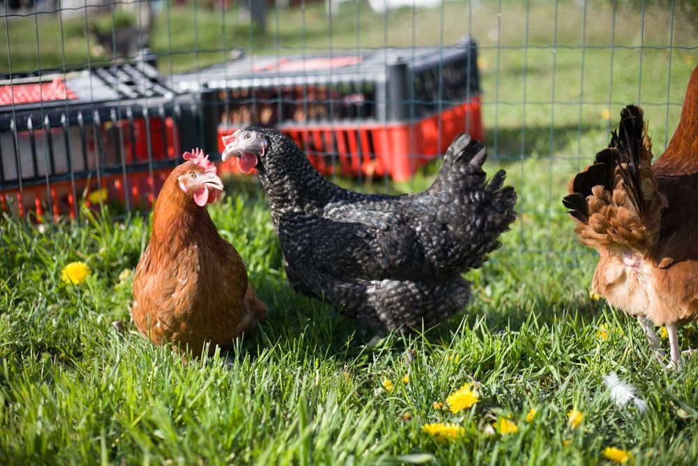 Kurki odchowane Rosa kolor i brązowa z dowozem