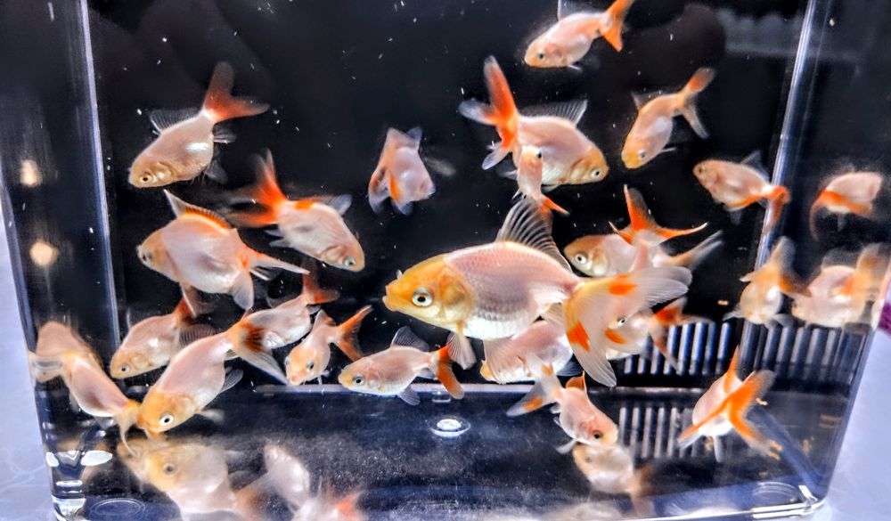 ,,Oranda Red fin,, goldfish welonka welonek welon welonki welonka