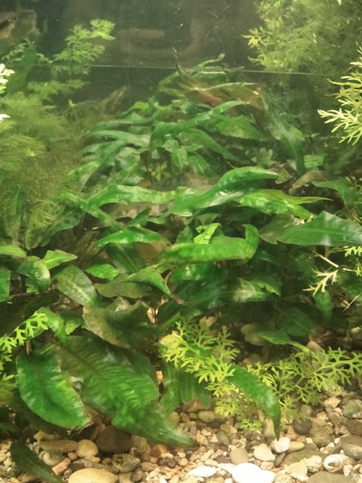 Аквариумна рибка  гуппі, меченосець, золоті. Пересилаю