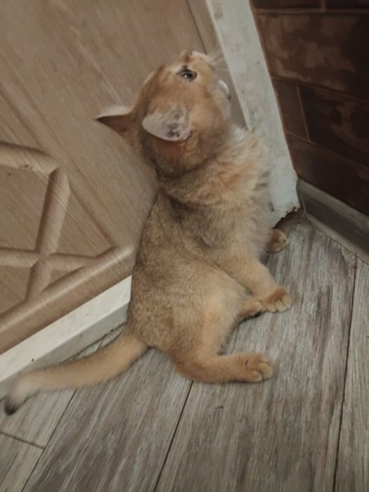 Кошеня золотої шиншили