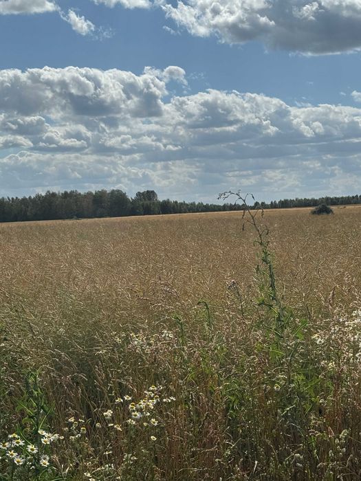 Budowlana 1292m² – Rezerwat Wiączyń, 1 km od granicy Łodzi