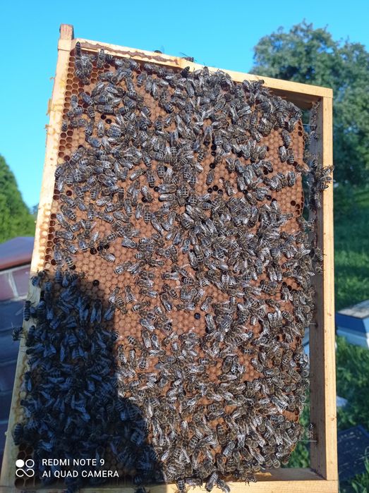 Odkłady pszczele na ramce wielkopolskiej