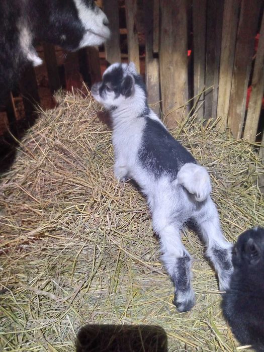 Африканські кози, карликові