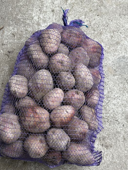 Sprzedam ziemiaki Bellarosa