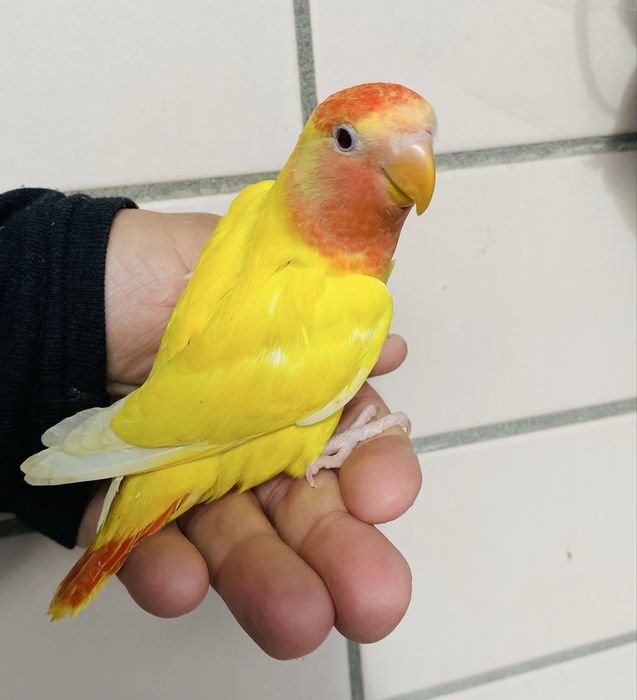 Agapornis domesticado