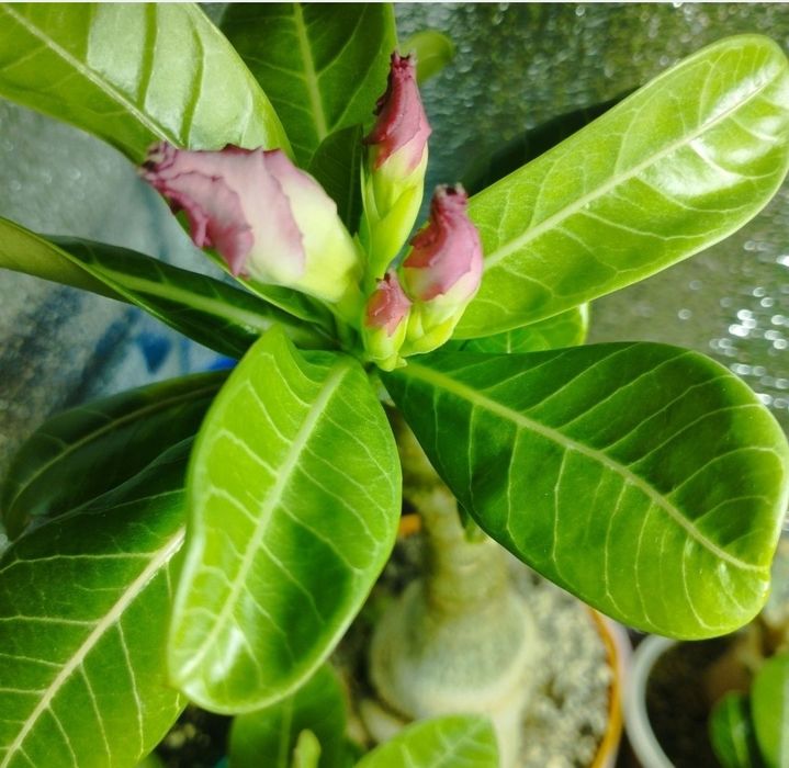 Аденіуми сукуленти молоді