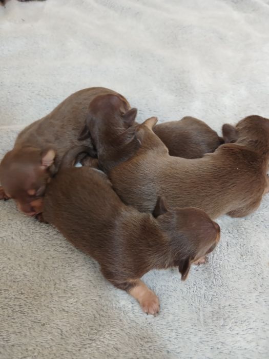 Кукольні чистокровні дітки трй-тер'єра