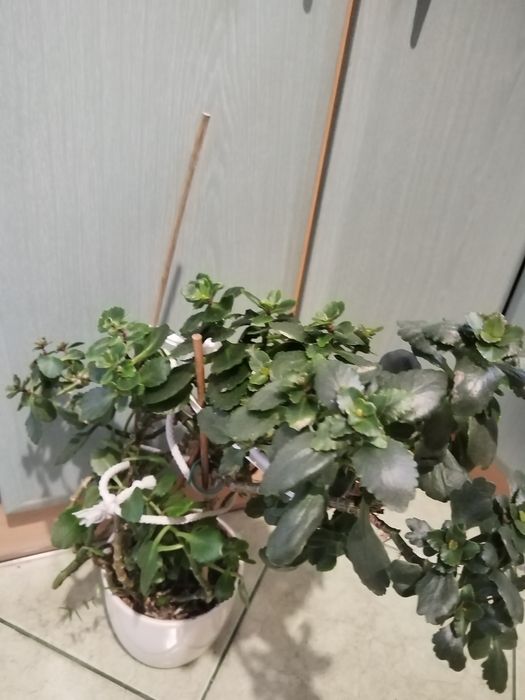 Sprzedam duży kwiat kalanchoe.