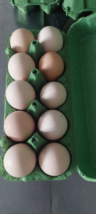 Jajka wiejskie z wolego wybiegu. Sprzedam