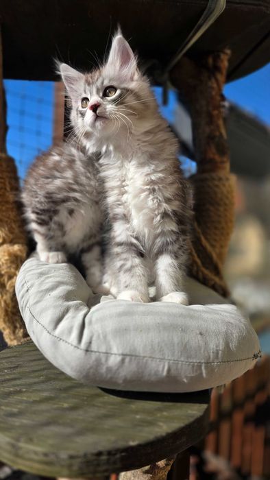 Czarne sreberka z białym tygrysiopręgowane z rodowodem FPL