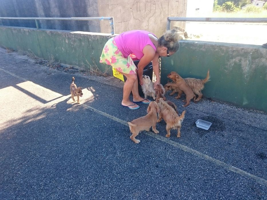 Vendo garranos e poldros desmamados