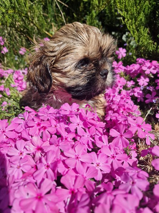Śliczny piesek rasy Shih Tzu
