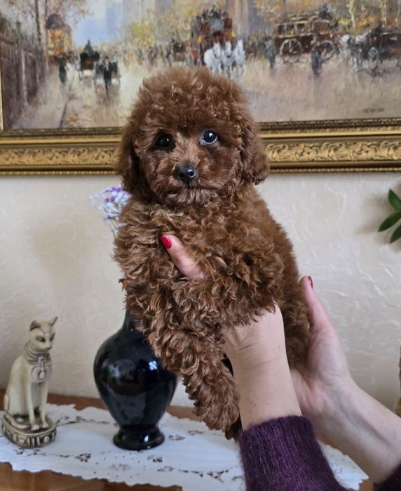 Дівчинка,той пудель,КСУ