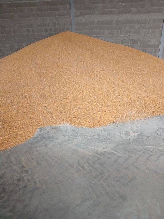 Kukurydza sucha sprzedam 25-28 ton kukurydzy