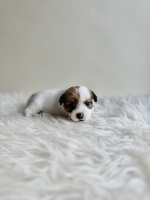 Jack Russell Terrier- biało-brązowa Sunia ZkwP FCI