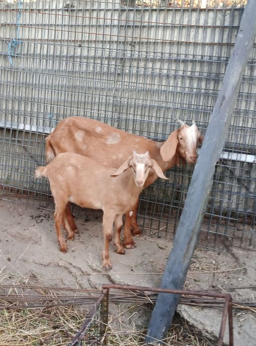 Vendo cabras boas