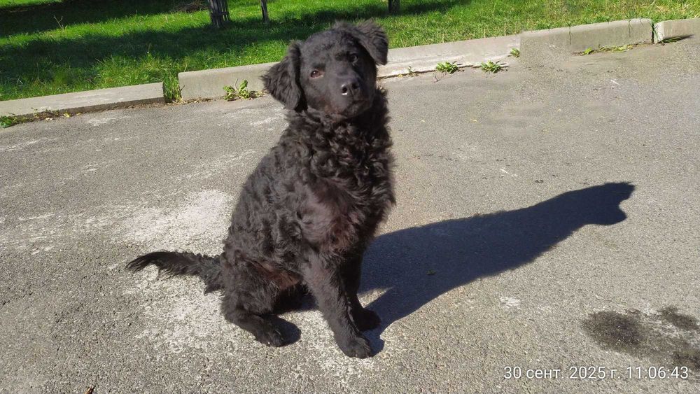 Шукає доброго господаря розумна собачка (Безкоштовно)