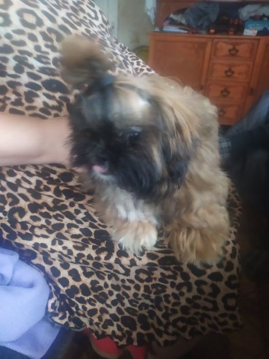 Срочно! Щенок породы ши-тцу