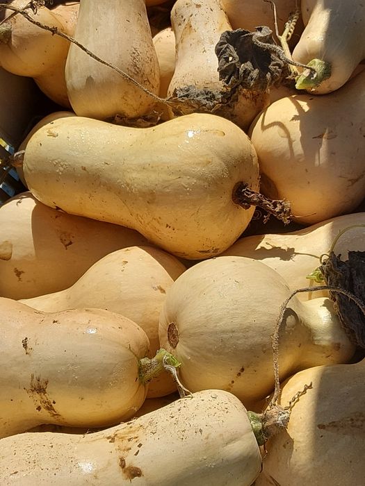 Abóboras  butternut