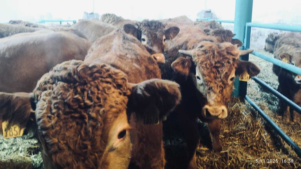 BYCZKI, STARTERY. Finansowanie, kontraktacja