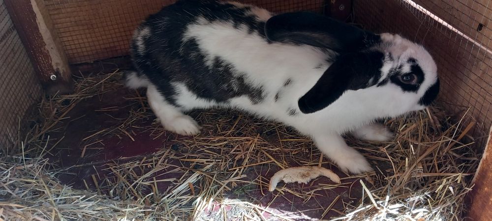 Kroliki samce i samice