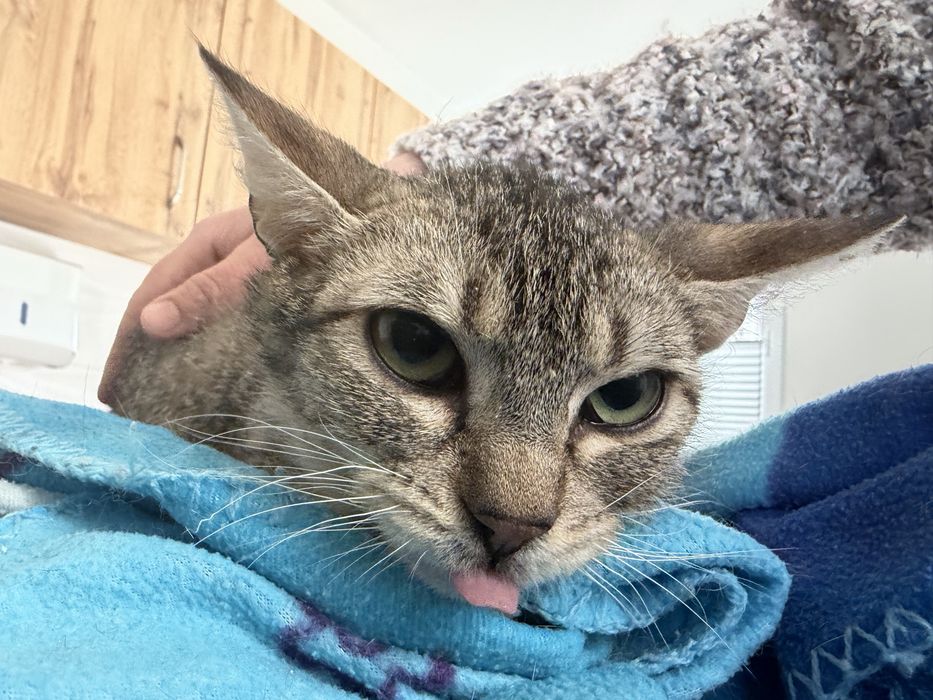 Młoda kotka do pokochania