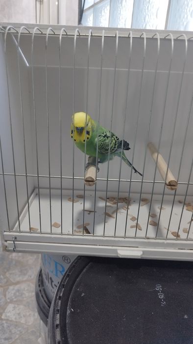 Periquito macho verde