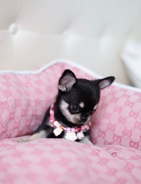 Mini dziewczynka chihuahua fci