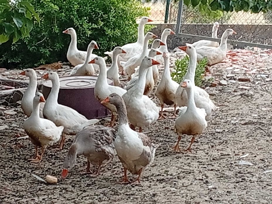 1 pato gansos de 5 meses e meio de idade