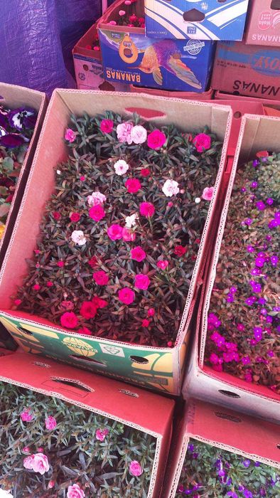 Анютки, гвоздика, лютик, примула,  квіти оптом, доставка Київ\Троєщина