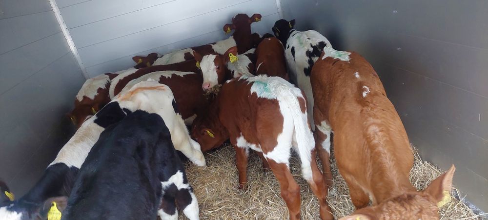 Byki miesne jaloszki Sosnowica