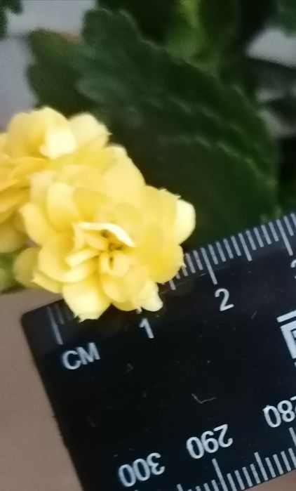 Каланхоє червоний, лимонний