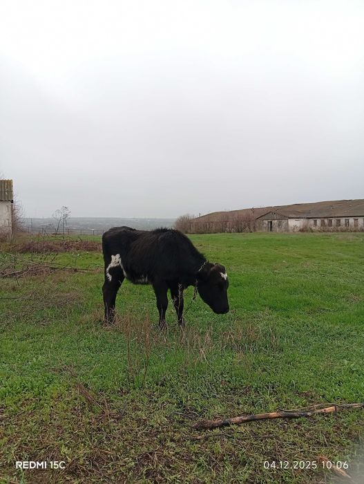 Продам 2 телички