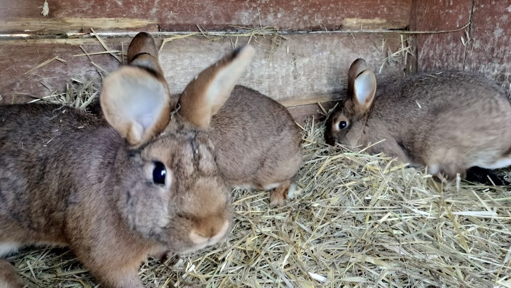 Króliki samice młode