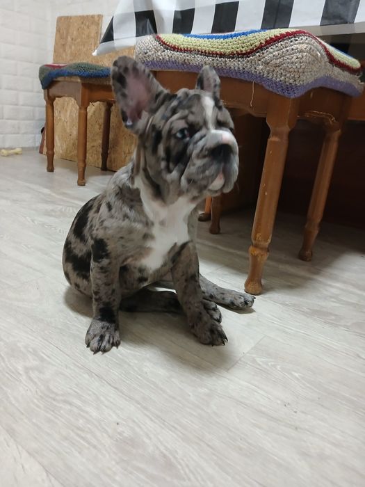 Элитная красуня  в семью