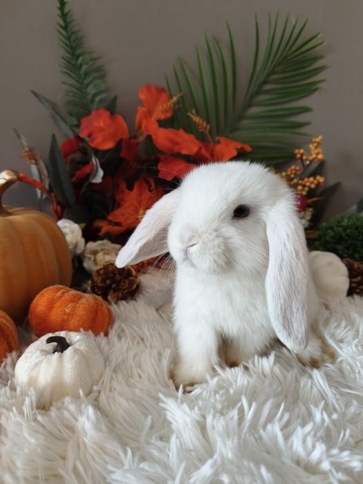 Mini lop króliki