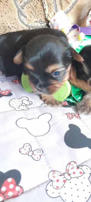 Продам  йоркширского терьера