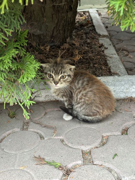 Віддаю кошенят БЕЗКОШТОВНО