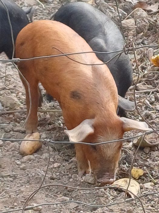 Vendo porco preto