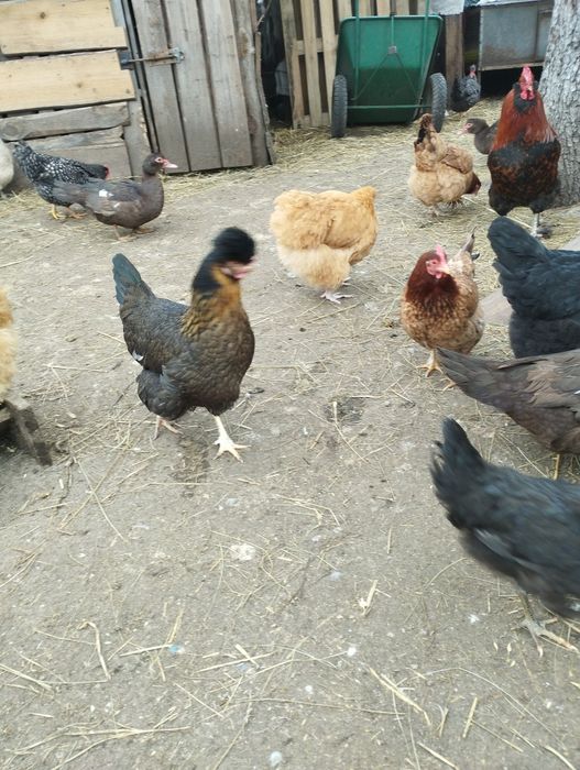 Продаю яйця інкубаційні