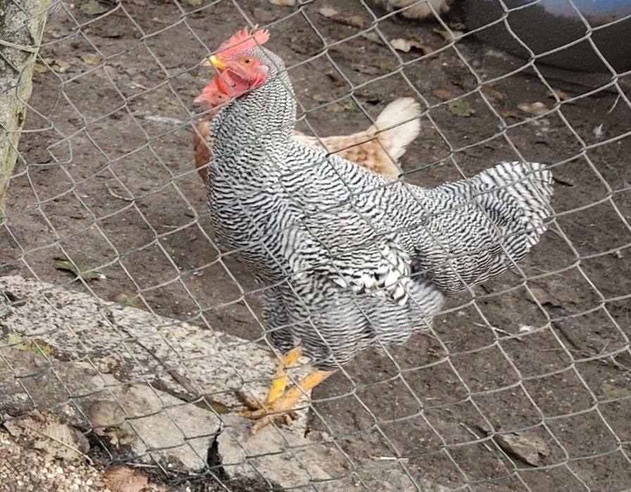 Vendo 1 galo com 7 meses Plymouth Rock Barrada