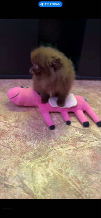 Девочка шпиц , мини шпиц