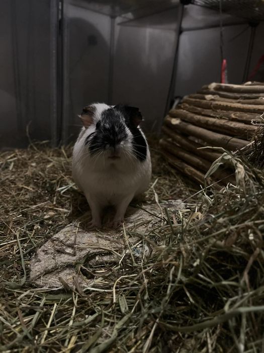 Świnki morskie samice