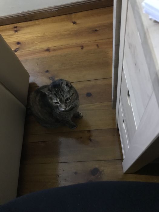 PetSitting para gatos e cães