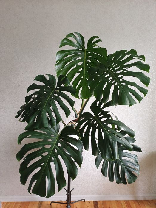 Монстера делікатесна