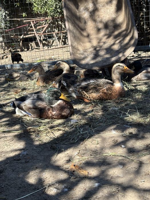 Temos patos rouen e ovos.