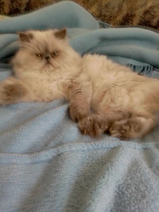 Молодий кіт чекає наречених