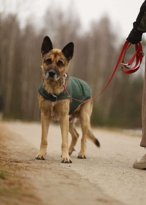 Łagodny Mercuś poleca się do adopcji