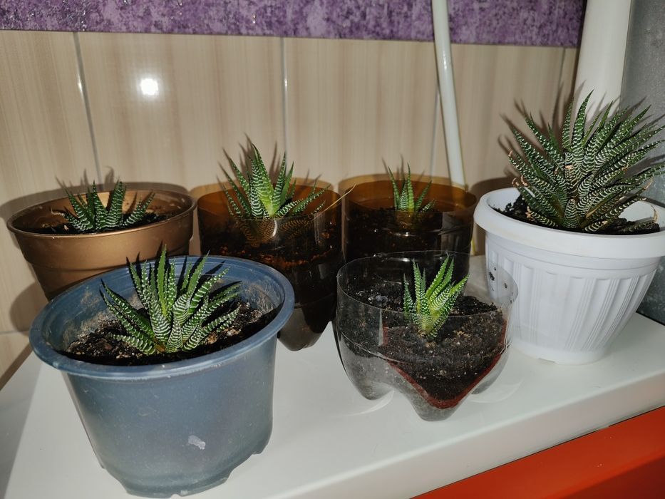 Продам комнатное растение Хавортия