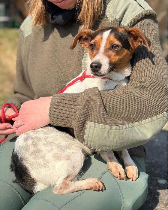Jack Russell Terrier piesek schronisko Bełchatów -aktualne